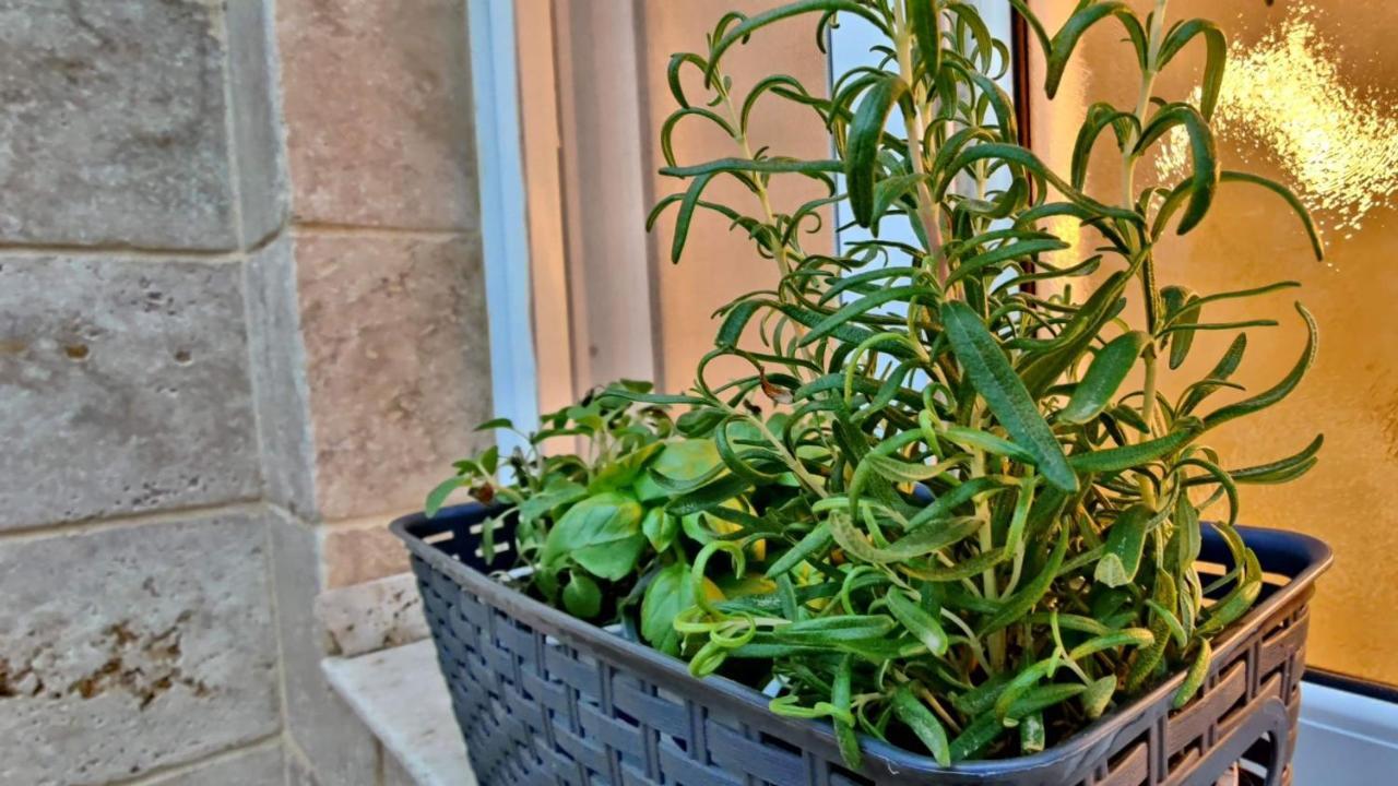 Primrose Boutique Apartment أشدود المظهر الخارجي الصورة